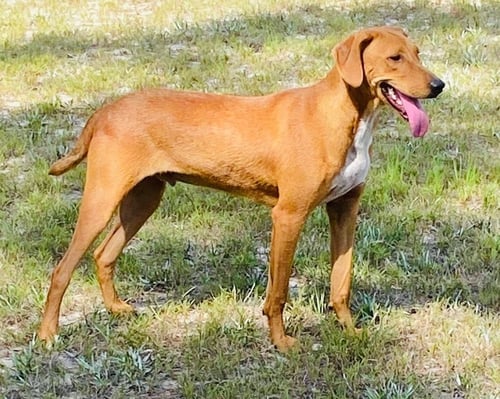 ALVIN - Yellow Labrador Retriever / Redbone Coonhound available for adoption