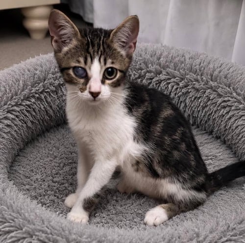 DASH - Domestic Short Hair available for adoption