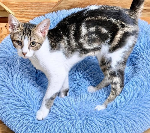 DASH - Domestic Short Hair available for adoption