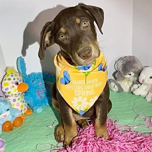 OWEN - Labrador Retriever available for adoption