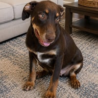 Owen - Photo 1