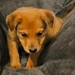 PINA - Catahoula Leopard Dog / Terrier available for adoption