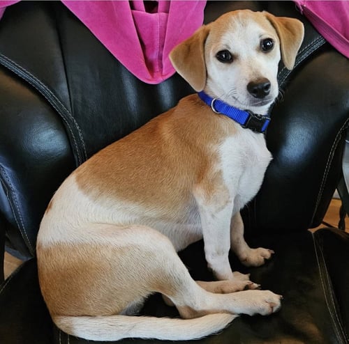 MOCHI - Chihuahua / Dachshund available for adoption