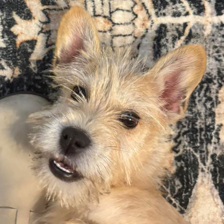 LULU - Wirehaired Fox Terrier available for adoption