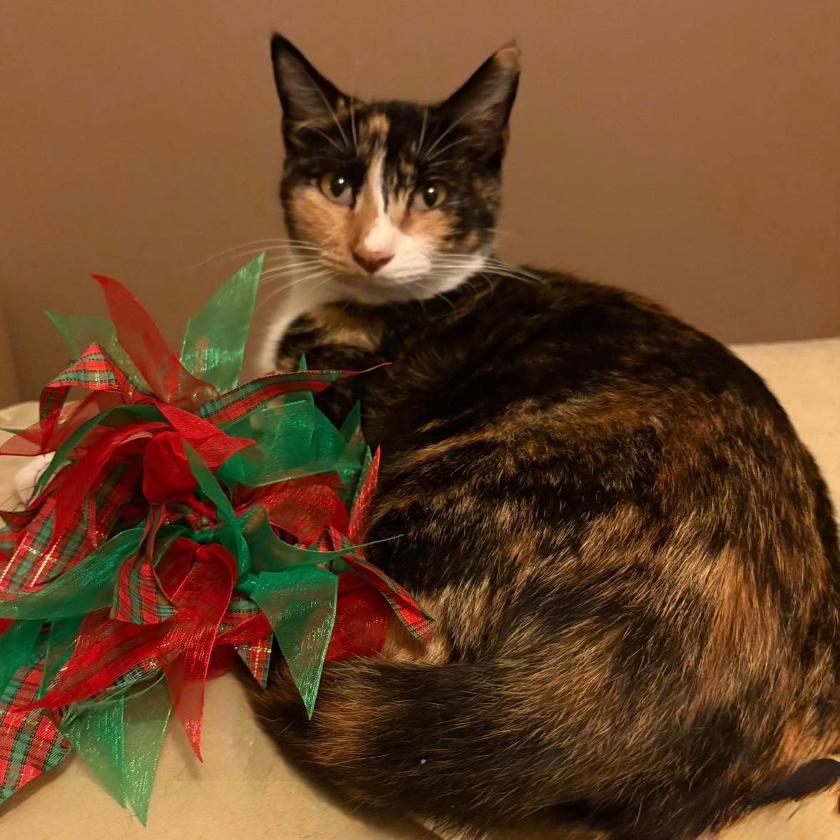 CALI - Domestic Short Hair available for adoption