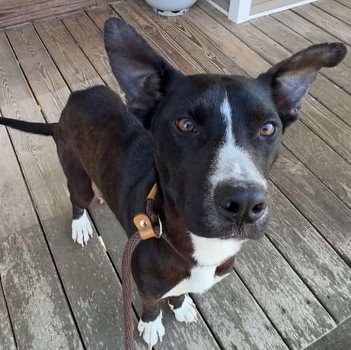PEPPER - Terrier available for adoption