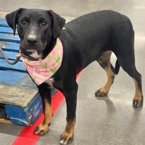 OLIVIA - Labrador Retriever available for adoption