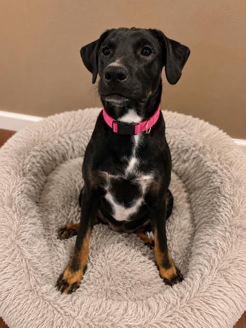 OLIVIA - Labrador Retriever available for adoption