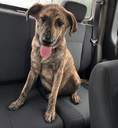 APOLLO - Anatolian Shepherd available for adoption