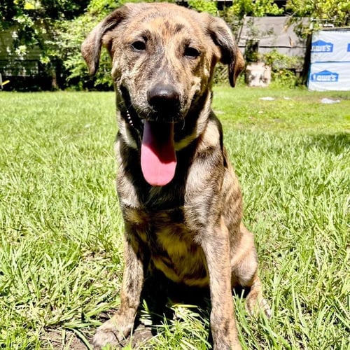 APOLLO - Anatolian Shepherd available for adoption
