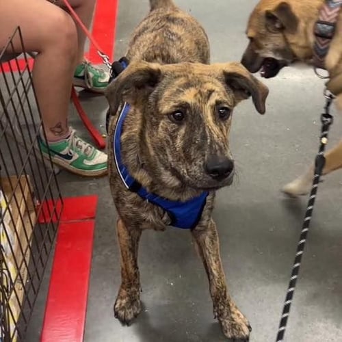 APOLLO - Anatolian Shepherd available for adoption