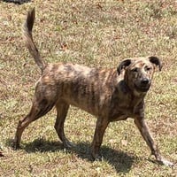 Apollo - Photo 2