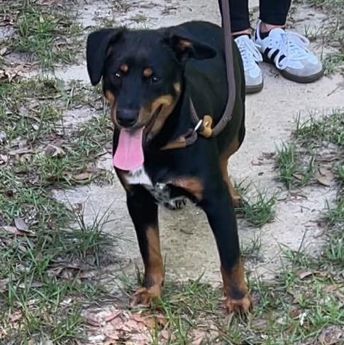REMI - Australian Cattle Dog/Blue Heeler available for adoption