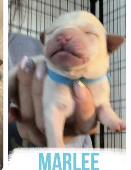 MARLEE - Labrador Retriever available for adoption