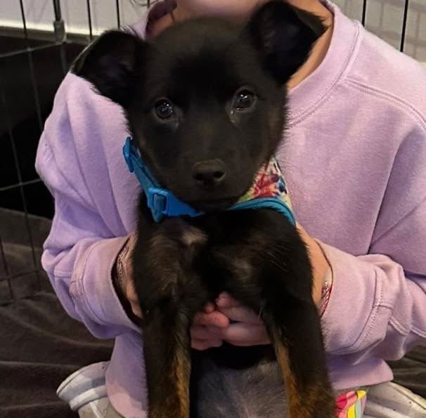 KIWI - Terrier available for adoption