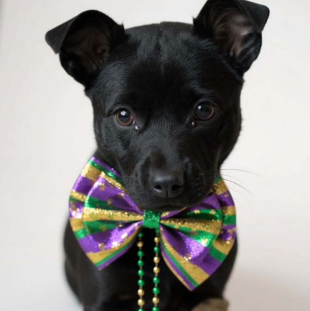 KIWI - Terrier available for adoption