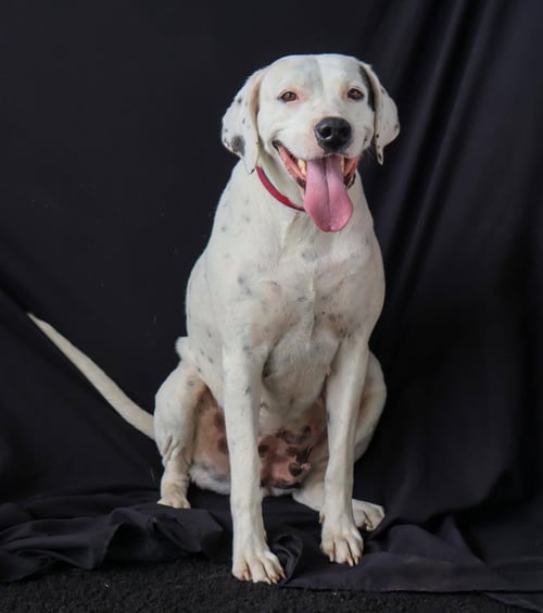 LUNA - Dalmatian available for adoption