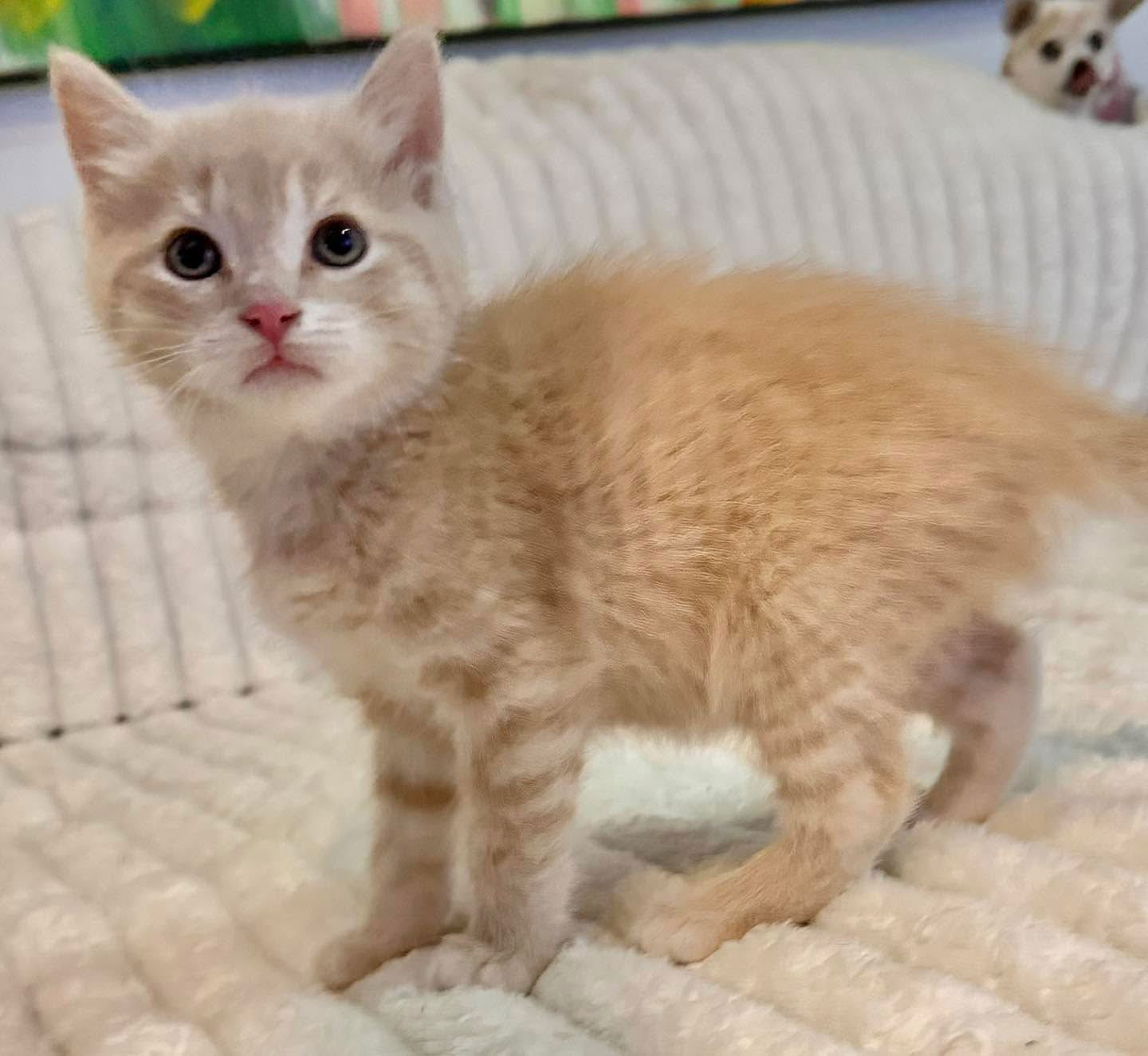 TITO - Domestic Short Hair available for adoption