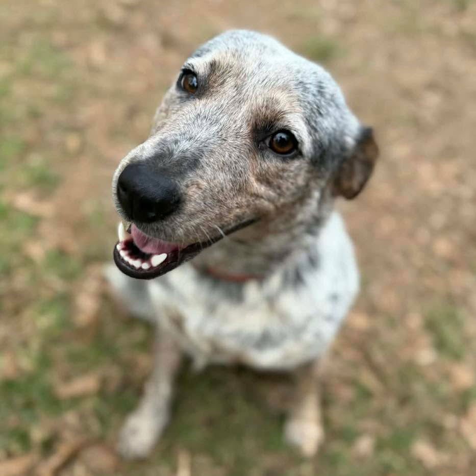 MABEL - Australian Cattle Dog/Blue Heeler available for adoption