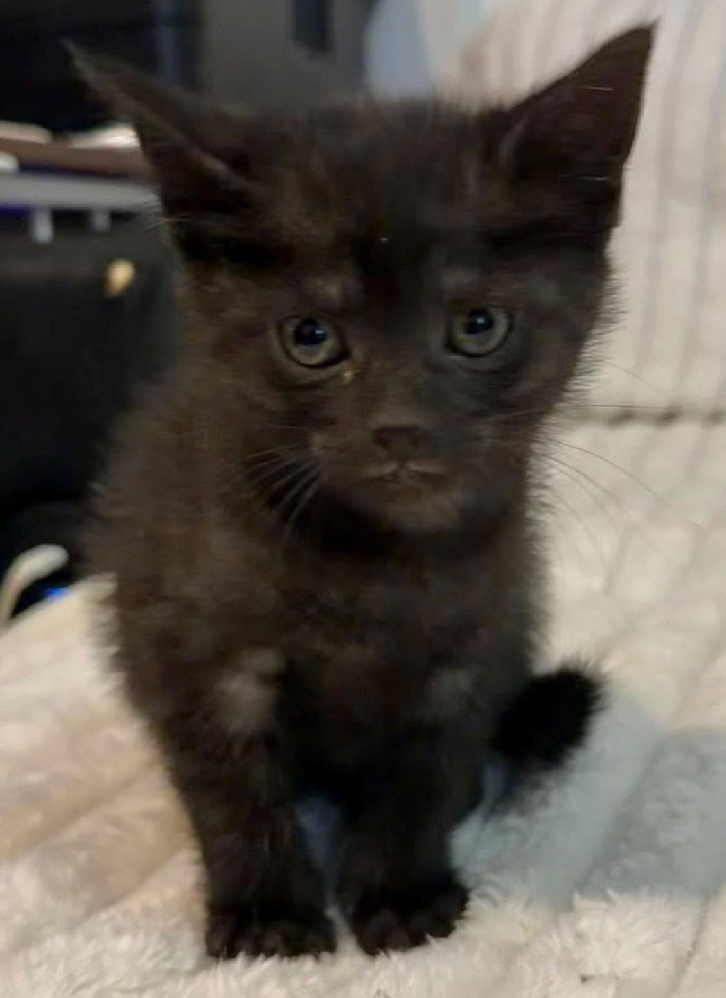 TALLY - Domestic Medium Hair available for adoption