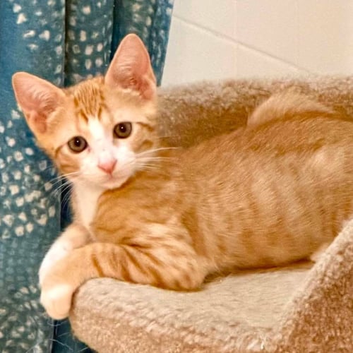 CHEDDAR - Domestic Short Hair available for adoption