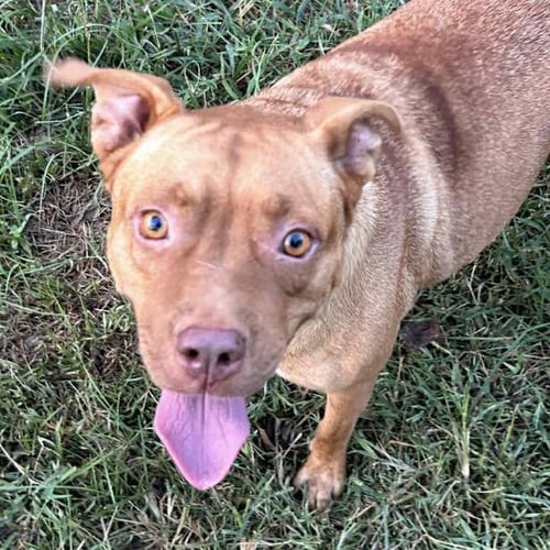 TABITHA - Terrier available for adoption
