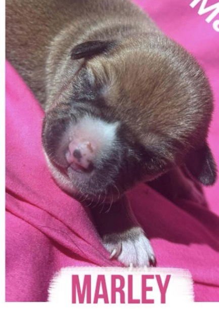 MARLEY - Shepherd available for adoption