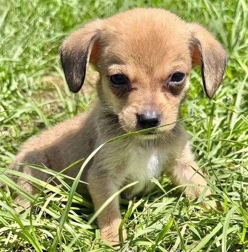 PAPIE - Chihuahua available for adoption