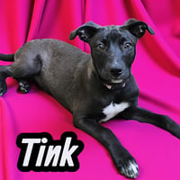 Tink - Photo 5