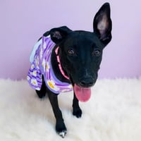 Tink - Photo 4