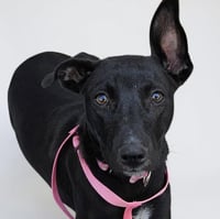 Tink - Photo 6