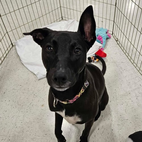 TINK - Greyhound / Black Labrador Retriever available for adoption