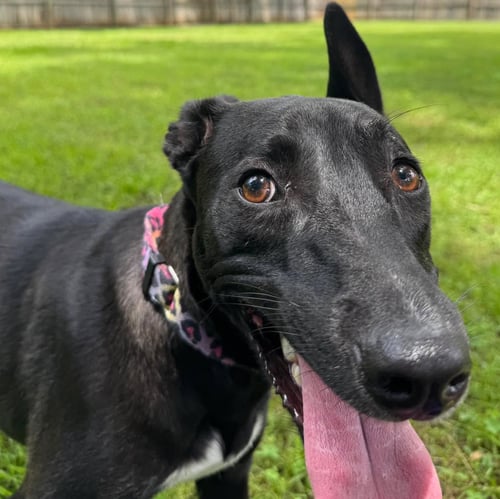 TINK - Greyhound / Black Labrador Retriever available for adoption