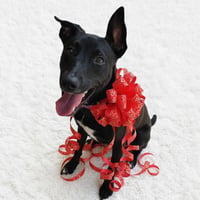 Tink - Photo 3