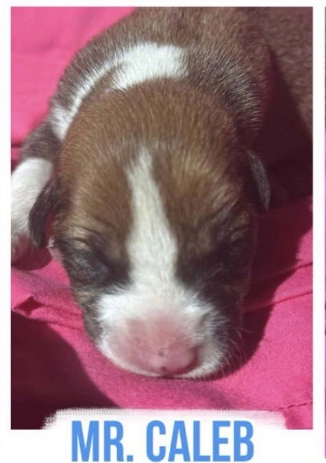 MR. CALEB - Shepherd available for adoption
