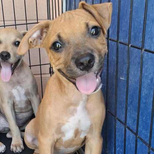 DEAN - Labrador Retriever / Terrier available for adoption