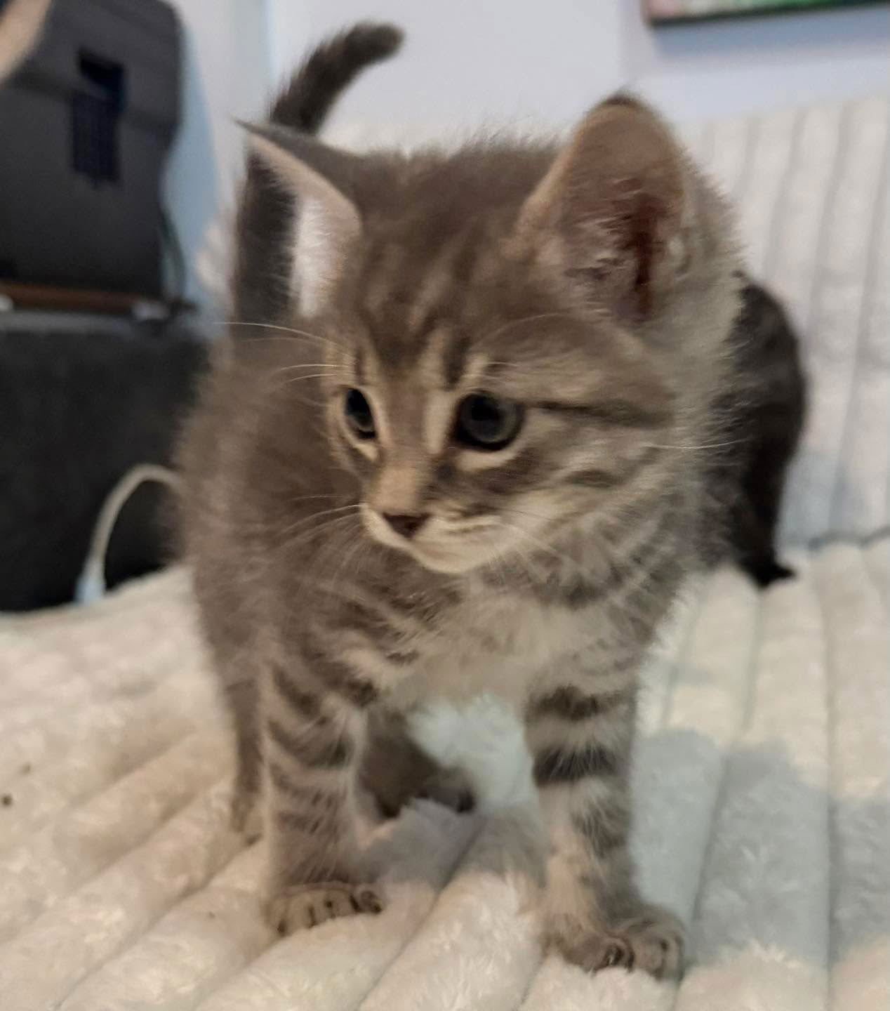 TANK - Domestic Short Hair available for adoption