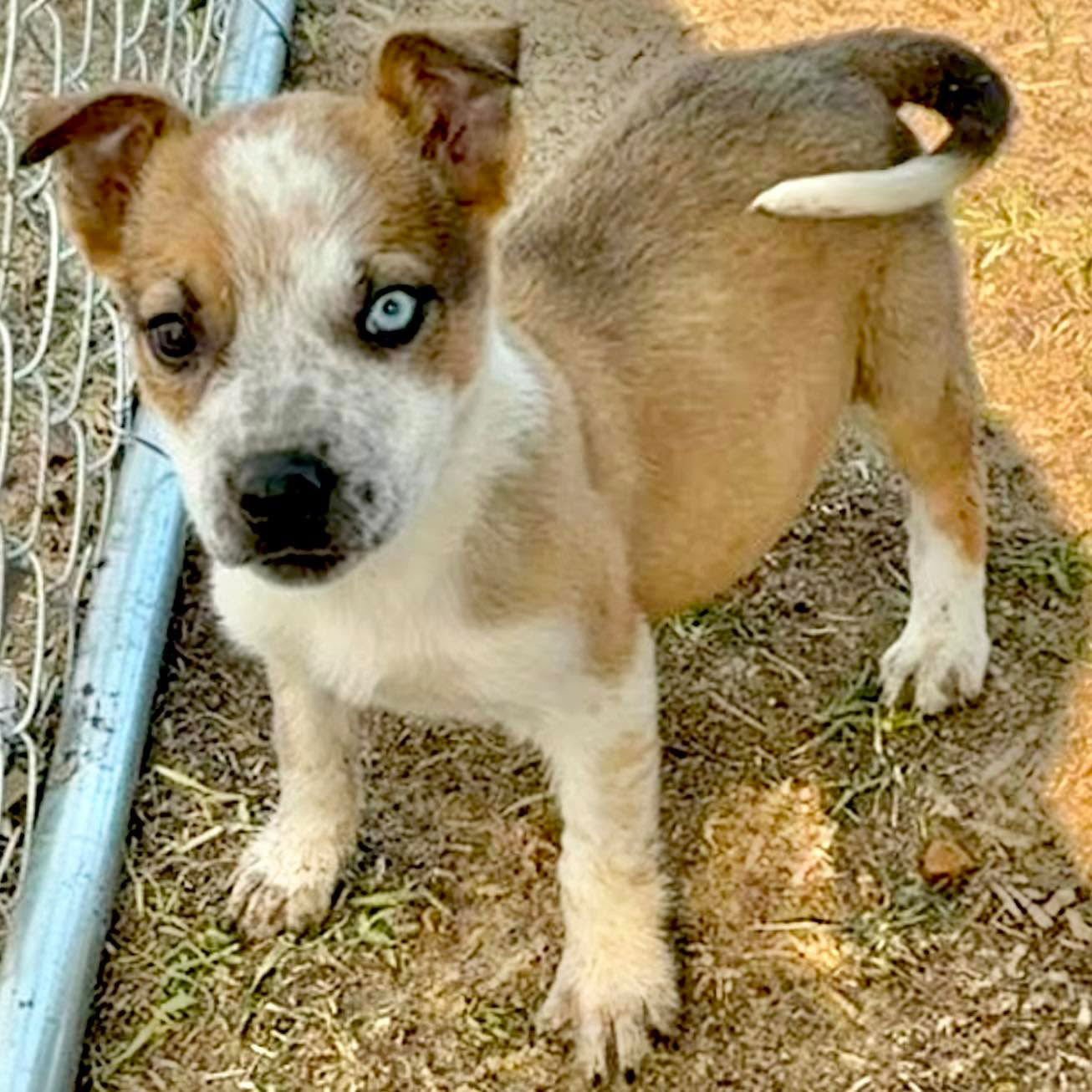 IVY - Australian Cattle Dog/Blue Heeler available for adoption