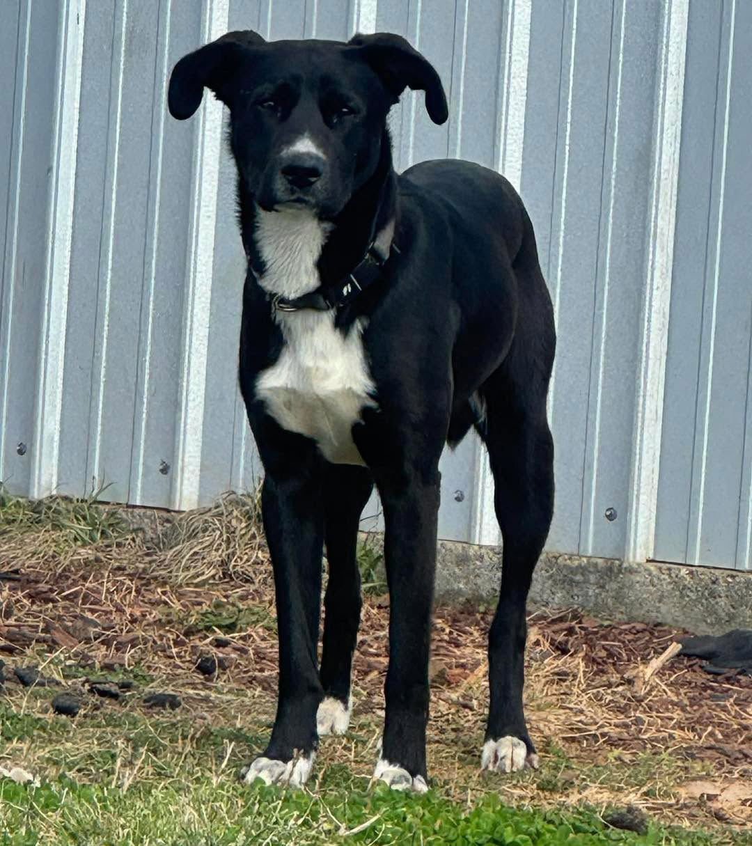 BRUNO - Black Labrador Retriever available for adoption