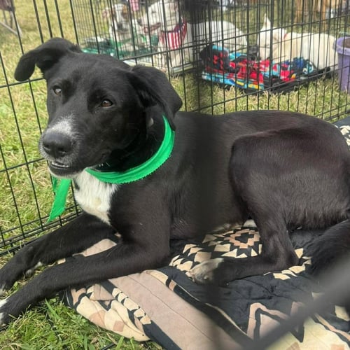 BRUNO - Black Labrador Retriever available for adoption