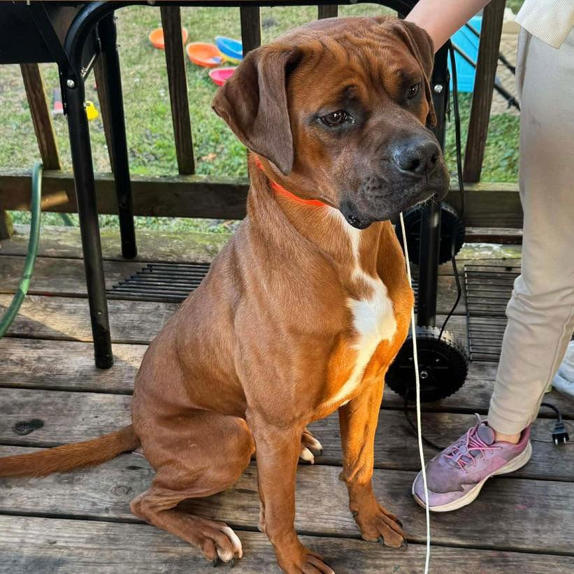 BUBBA - Boxer / Mastiff available for adoption