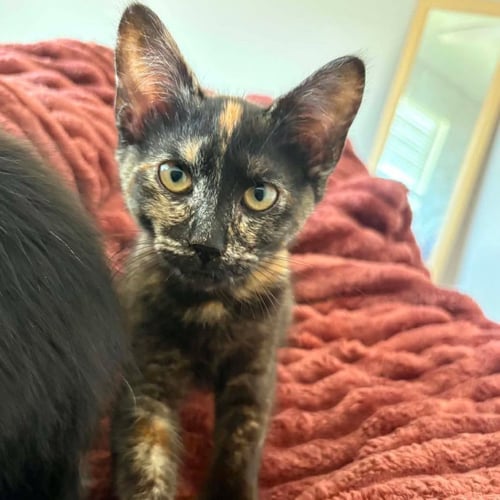 KIWI - Domestic Medium Hair available for adoption