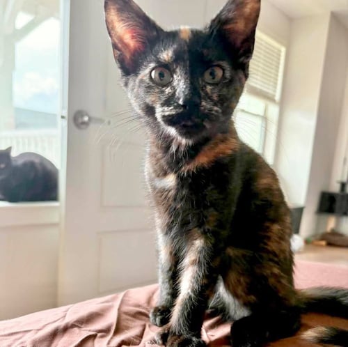 KIWI - Domestic Medium Hair available for adoption