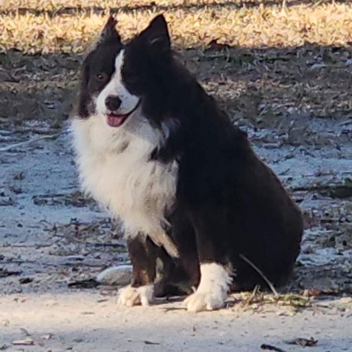 BRANDO - Australian Shepherd available for adoption