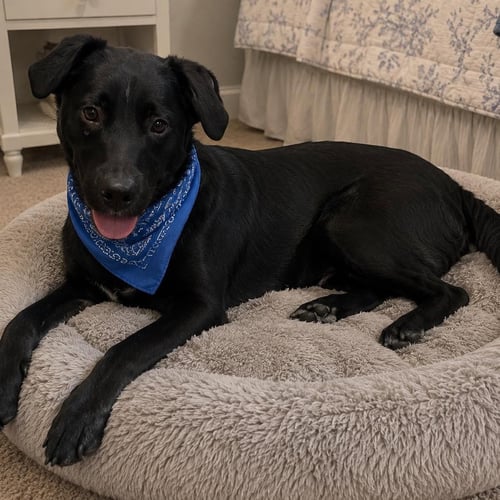 RANGER - Australian Cattle Dog/Blue Heeler available for adoption