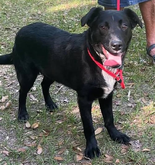 RANGER - Australian Cattle Dog/Blue Heeler available for adoption