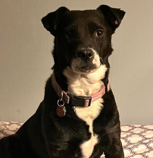 REBECCA - Labrador Retriever available for adoption