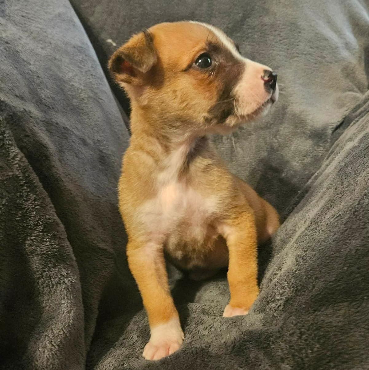 PAQUITO - Catahoula Leopard Dog / Terrier available for adoption