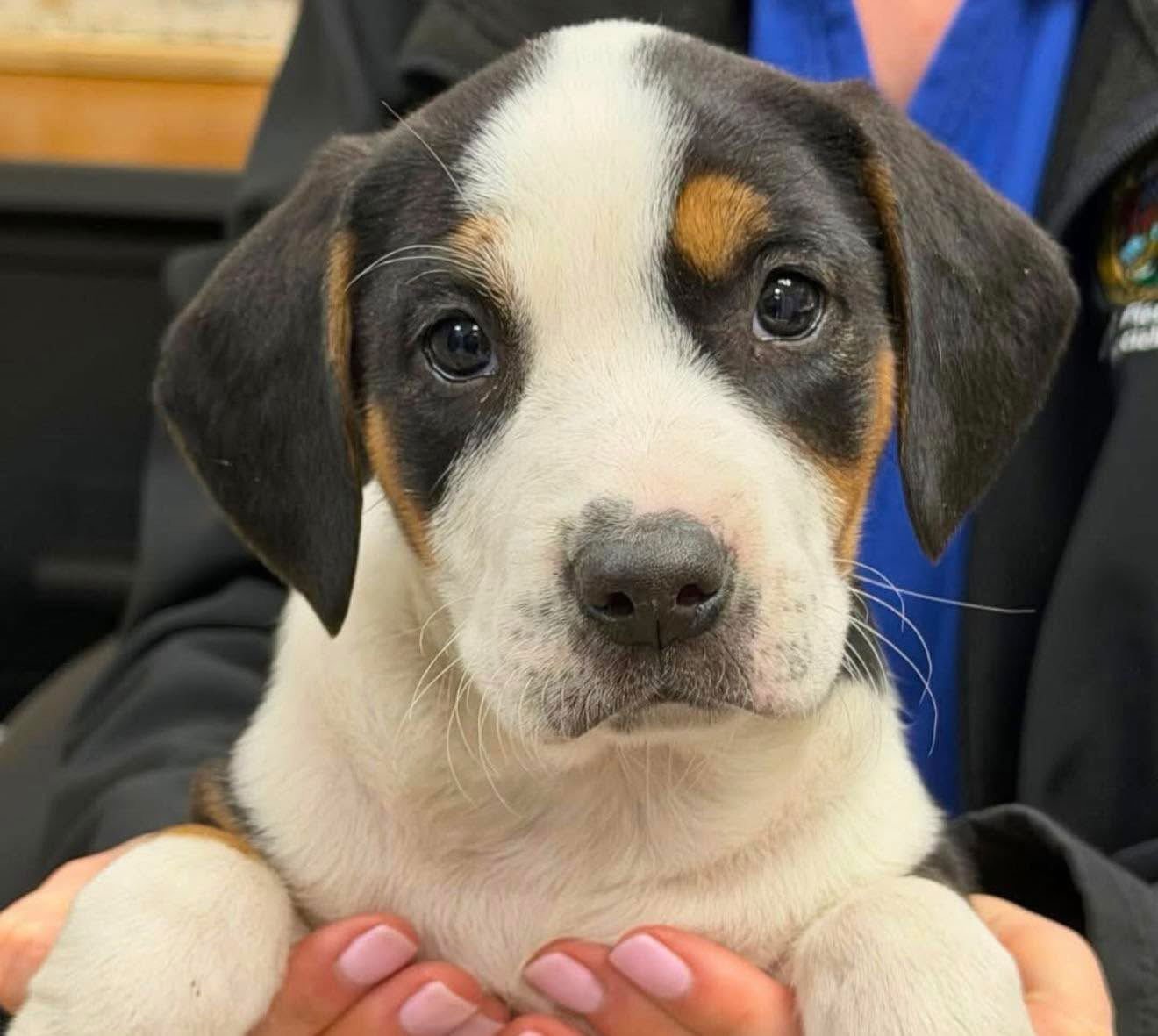 WALTON - Saint Bernard / Siberian Husky available for adoption
