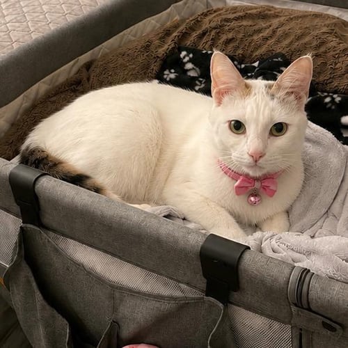 GIDGET - Domestic Short Hair available for adoption